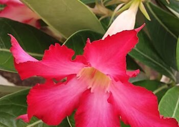 Meu jardim encantando