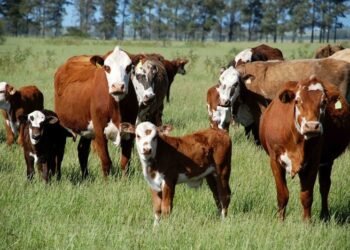 STF avalia constitucionalidade da Lei do “boi bombeiro” que concilia pecuária e proteção ambiental