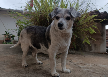 Animais idosos merecem atenção redobrada dos tutores