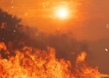 Dia do Pantanal: especialista diz que bioma pode ter dificuldades em se recuperar sem intervenção humana