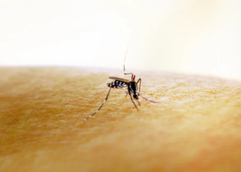 Zika: cientistas descobrem por que vírus causa microcefalia em bebês