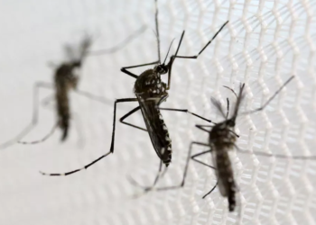 Dobra o número de mortes por chikungunya em menos de um mês em MT