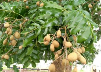 Pesquisa estuda efeito protetor do óleo da castanha do Baru como suplemento no combate à doença de Alzheimer