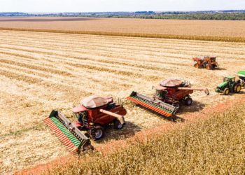 Mato Grosso inicia colheita de milho com produção estimada em 50,3 milhões de toneladas