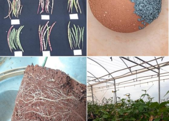 Pesquisadores desenvolvem tecnologia de fertilizante com cinza vegetal para agricultura familiar em Rondonópolis