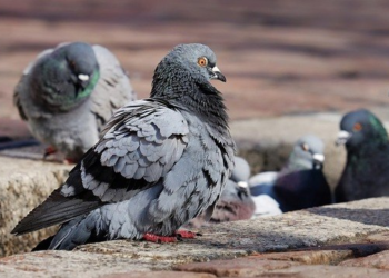Idosos apresentam doenças que podem ter sido causadas por pombos