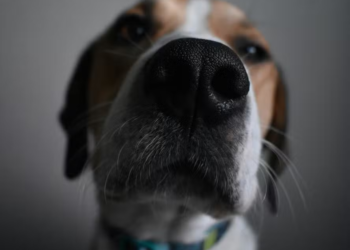 Cães podem detectar Parkinson anos antes dos sintomas com 98% de precisão