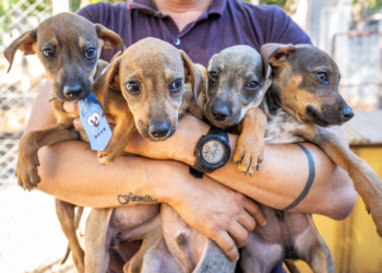 Bem-Estar Animal cria projeto “Campanha 20Ver” para incentivar adoção