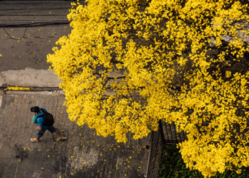 Primavera intensifica problemas respiratórios e de pele; saiba como se cuidar