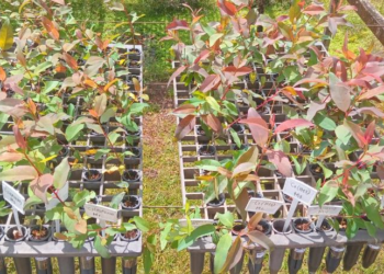 Pesquisadores desenvolvem tecnologia sustentável para produção de mudas florestais em MT