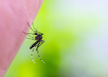 Chikungunya: Brasil responde por quase 96% dos casos confirmados nas Américas, aponta OMS