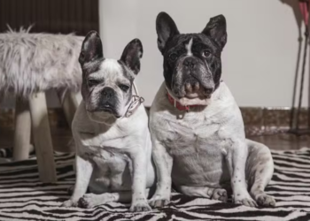 Pets idosos exigem atenção especial: veja como garantir bem-estar, saúde e qualidade de vida