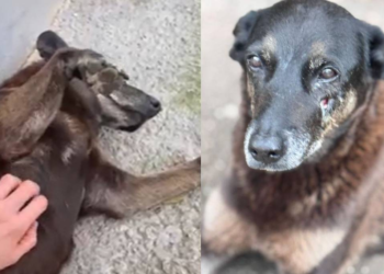 A morte do cão Orelha despertou um luto coletivo e uma fúria em todos nós