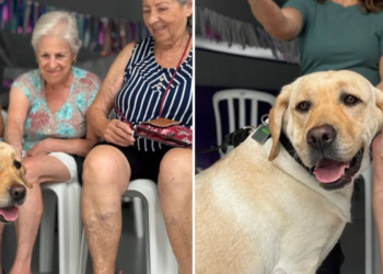 Terapia e afeto: cidade de SC inicia oficinas com cães de apoio emocional para idosos