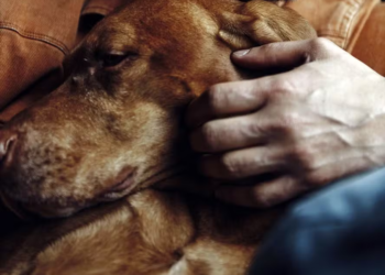 Ter um cachorro faz viver mais? Médico conta a própria experiência e explica por que isso realmente acontece