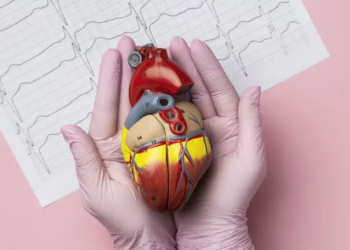 Harvard: estudo revela o segredo para a saúde do coração (e não está na alimentação com pouco carboidrato ou gordura)