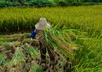 Garantia de direitos trabalhistas no campo ainda enfrenta desafios