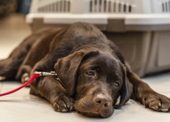 Como saber se seu cão está com dor (e o que fazer nesse caso)