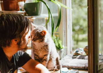 A chave para tratar os cânceres humanos pode estar nos nossos gatos domésticos, diz novo estudo