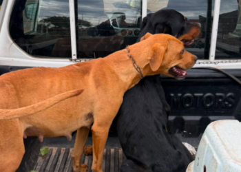 Ação conjunta resgata animais e prende dois homens suspeitos por maus-tratos
