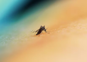 Dengue, chikungunya: Ministério da Saúde alerta sobre possível aumento de infecções no país devido ao El Niño