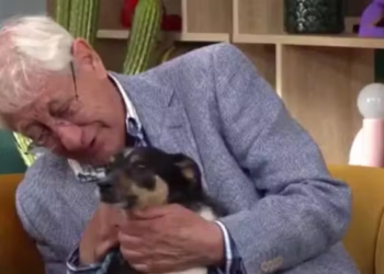 ‘Quero encontrar uma família para cuidar do meu cachorro porque não consigo mais’: idoso comove as redes sociais com sua despedida