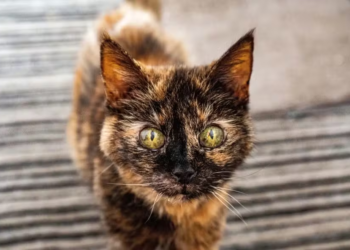 Conheça Millie, a gata com idade equivalente a 146 anos humanos que desafia o tempo com dieta de salmão, camarão e água mineral