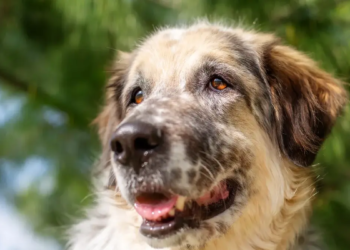 Dia Mundial do Cachorro: longevidade aumenta demanda por prevenção e cuidado contínuo