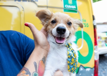 Leis que ampliam ações de proteção e bem-estar animal são sancionadas em Cuiabá
