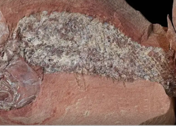 Estudo mostra fóssil de peixe pré-histórico encontrado em Mato Grosso