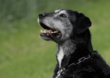 Cão idoso pode ser ativo; saiba como ajudar seu pet a envelhecer com saúde