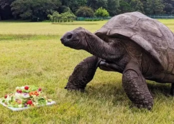 Kit antienvelhecimento: a ciência desvenda o segredo de longevidade de Jonathan, o animal terrestre de 194 anos  