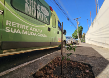 Muito além da sombra, árvores ajudam a reduzir o calor e melhoram a qualidade de vida